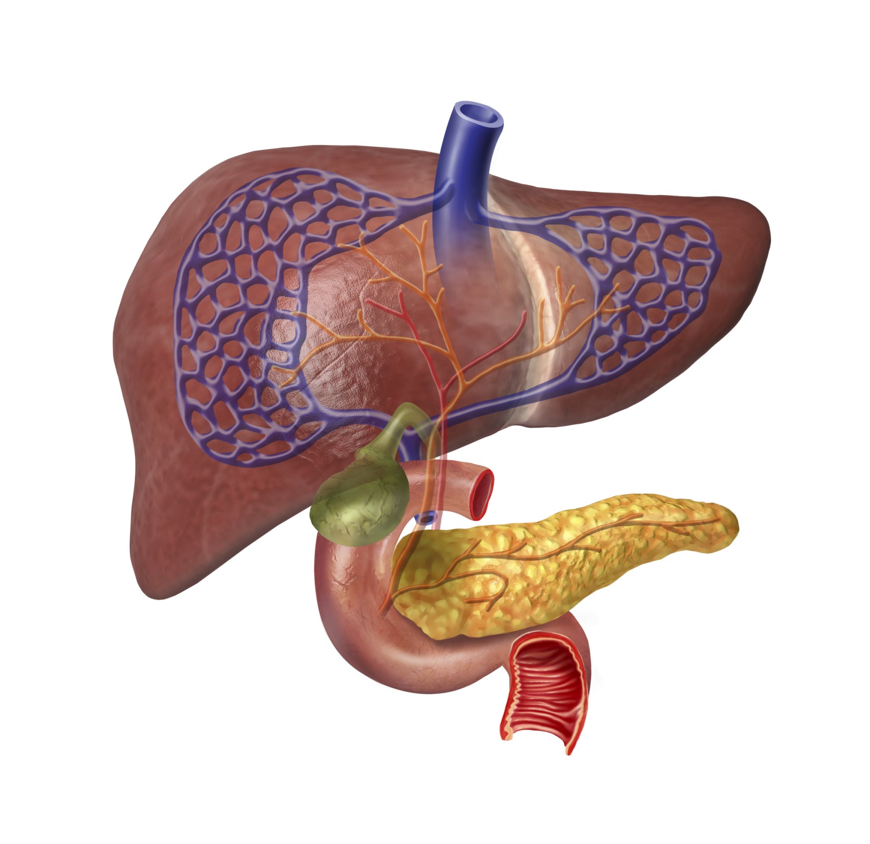 Insufficienza Epatica Cronica Sintomi Diagnosi E Terapia