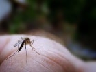 Protezione dalle zanzare